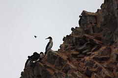 1157-Isole Ballestas,19 luglio 2013